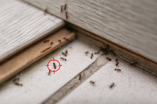 Best Bed Bug Extermination  in Elberta, AL
