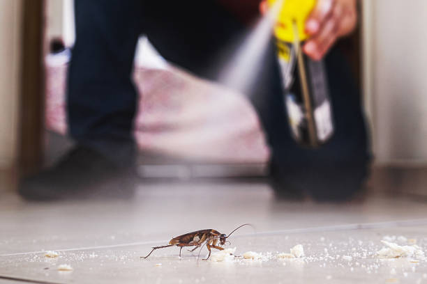 Best Wasp Removal Services  in Elberta, AL